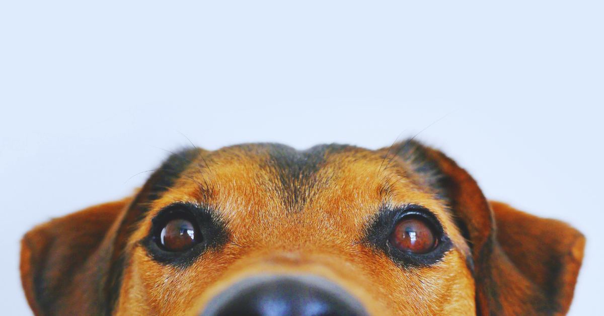 Image of dog
